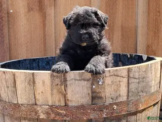 Bouvier Des Flandres dogs Bouvier Des Flandres Puppy 4 - Ad 3
