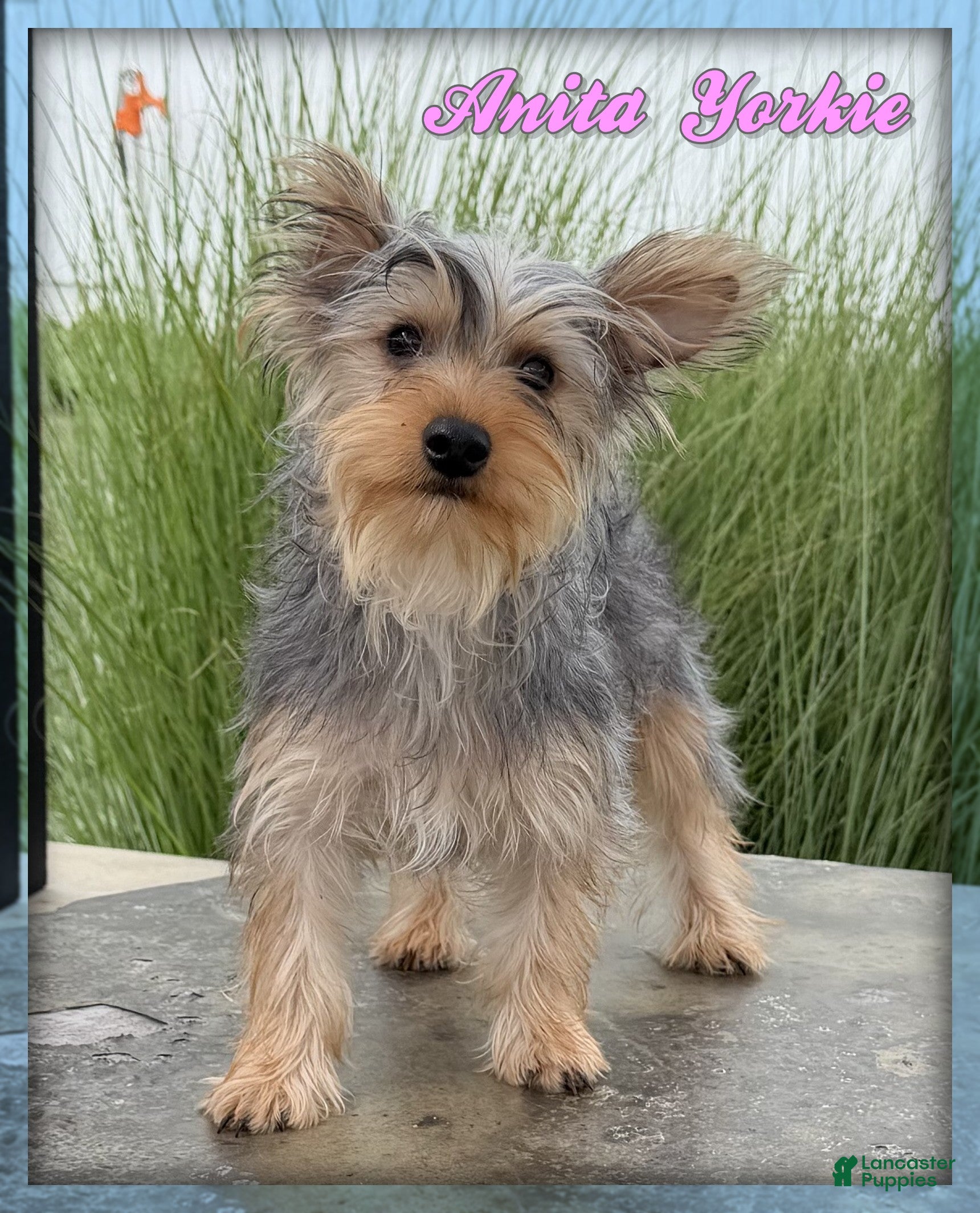 Yorkshire Terrier dogs Anita - Ad 1