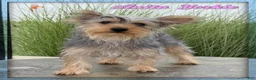 Yorkshire Terrier dogs for sale: Anita - Ad 1
