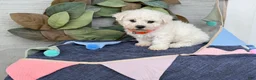 Bichon Frise dogs for sale: Elliot - Ad 12