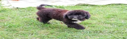 Saint Berdoodles dogs for sale: Wrenly - Ad 11