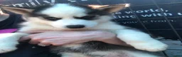 Siberian Husky dogs for sale: Siberian Husky Puppy 1 - Ad 1