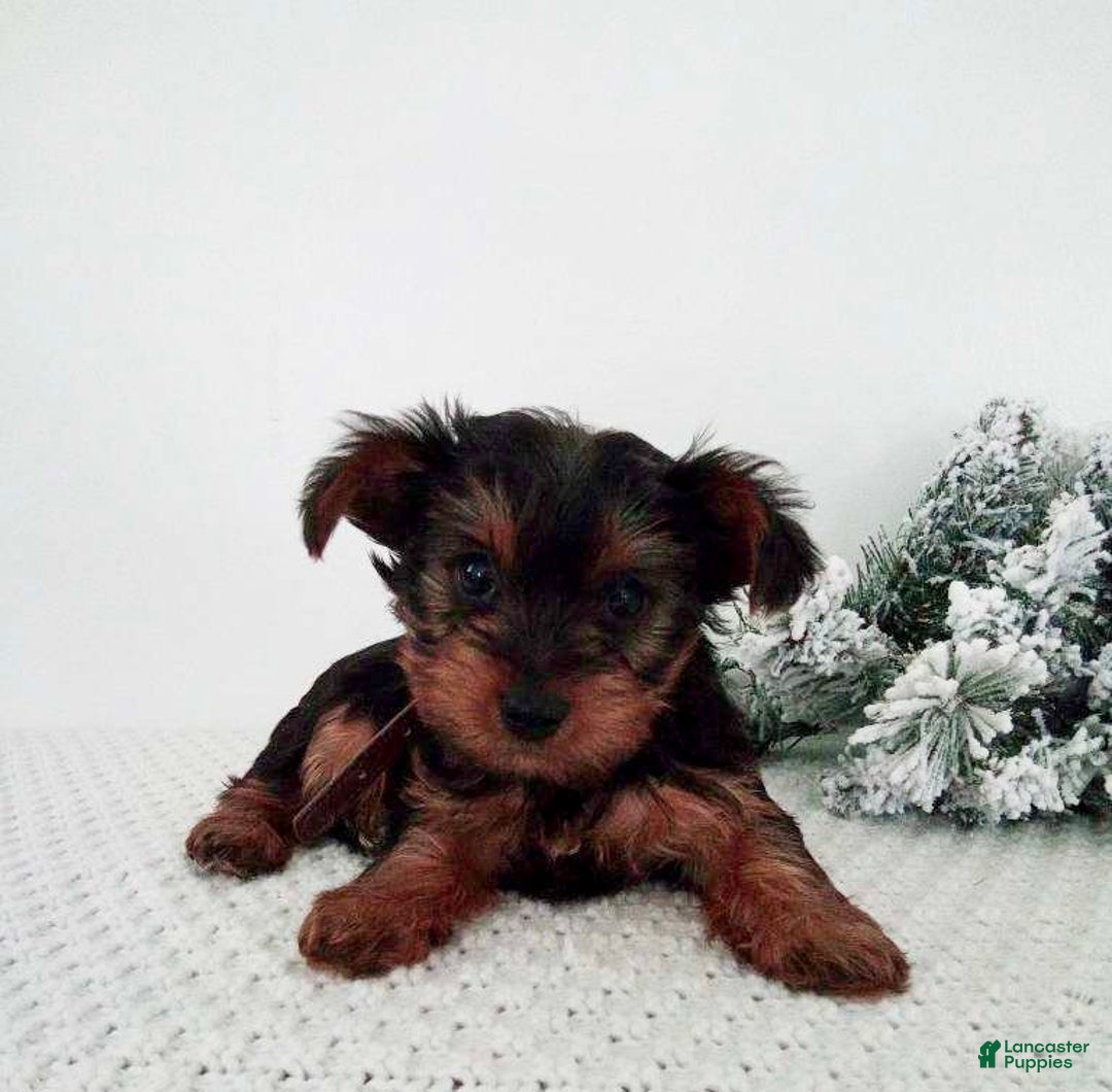 Yorkshire Terrier dogs for sale: Judy - Ad 5
