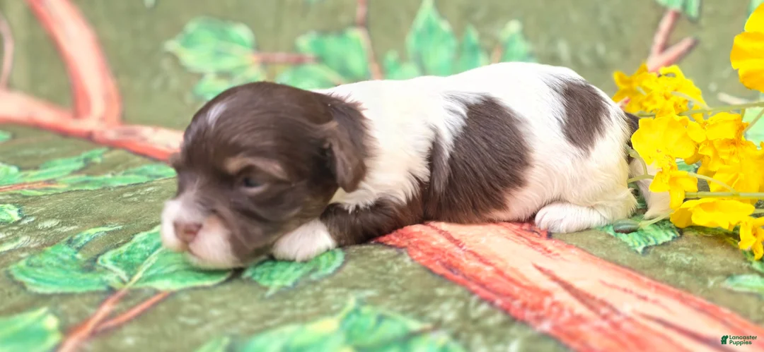 Havapoo dogs for sale: Churro  - Ad 2