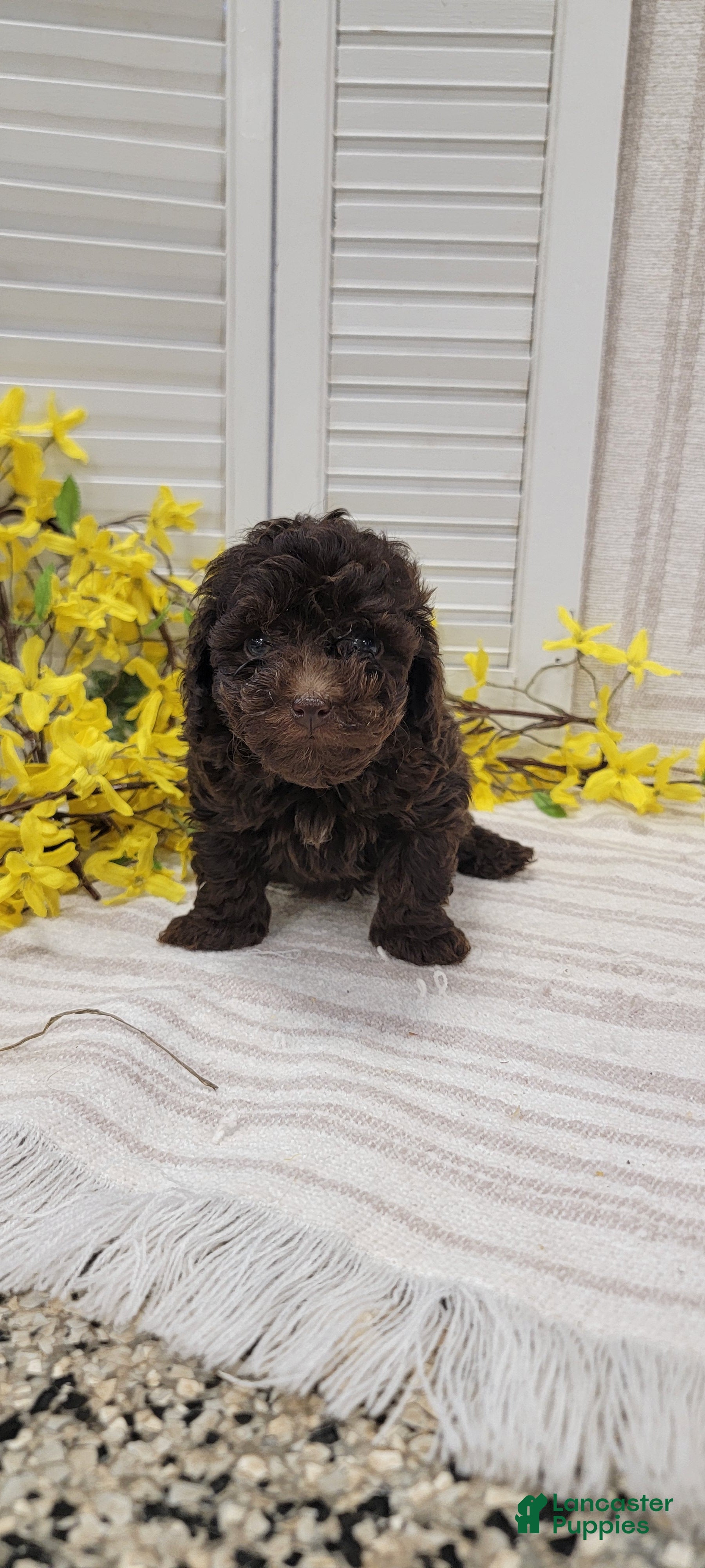Toy Poodle dogs Rudy - Ad 1