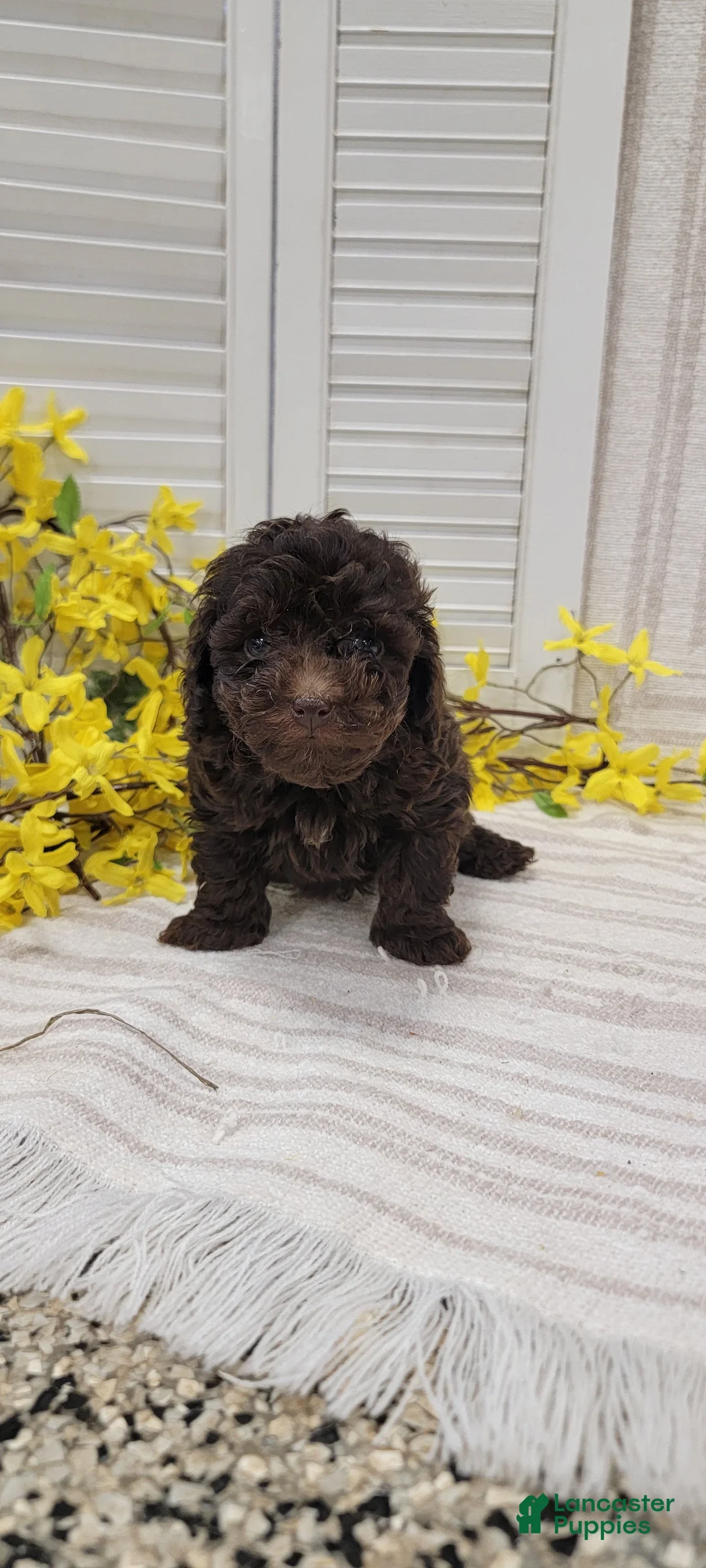 Toy Poodle dogs for sale: Rudy - Ad 1