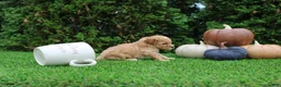 Toy Poodle dogs for sale: AKC Echo(tiny) - Ad 5