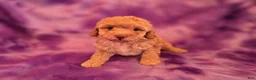 Mixed Breed dogs for sale: Bella - Ad 3
