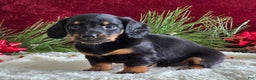 Miniature Dachshund dogs for sale: Kelly - Ad 3