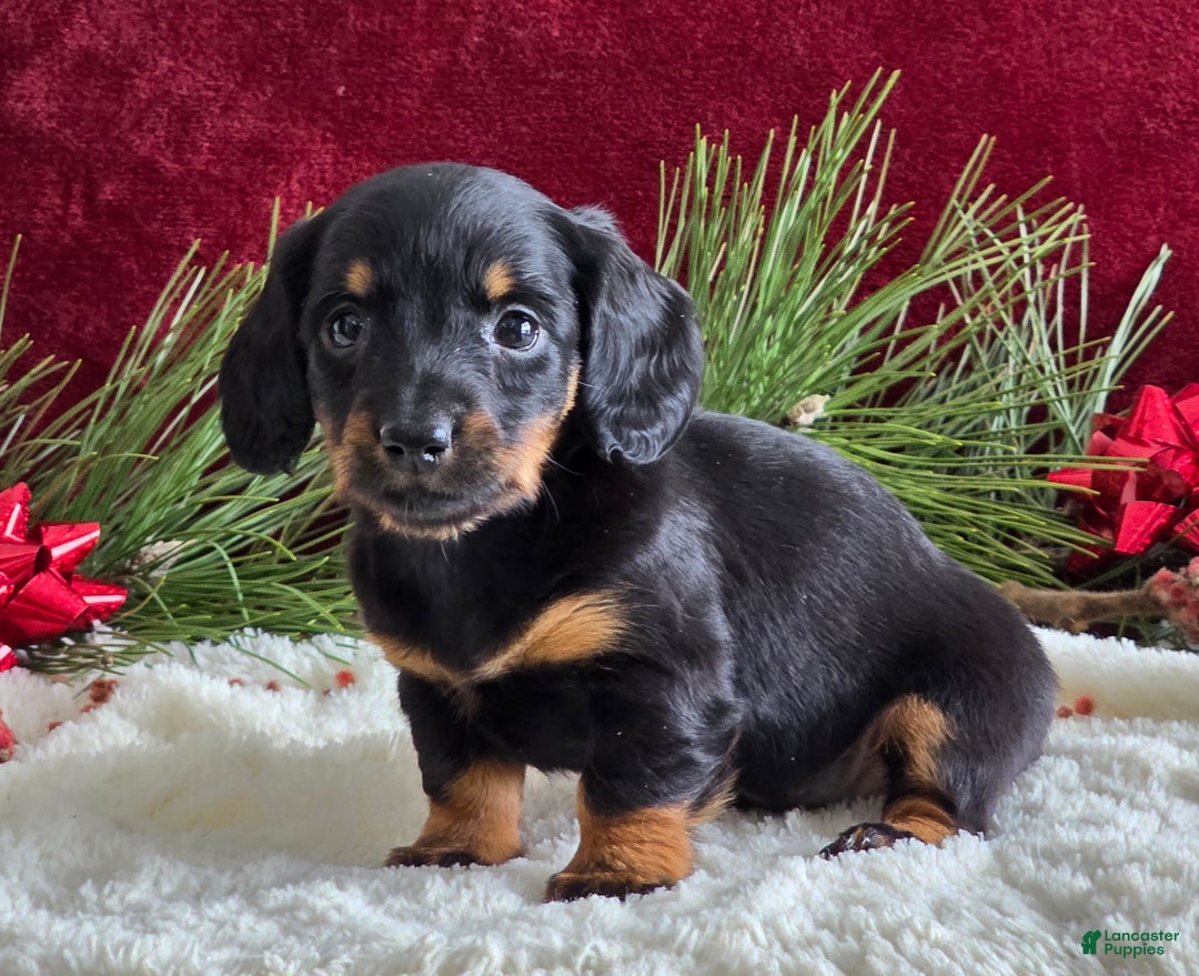 Miniature Dachshund dogs for sale: Kelly - Ad 3