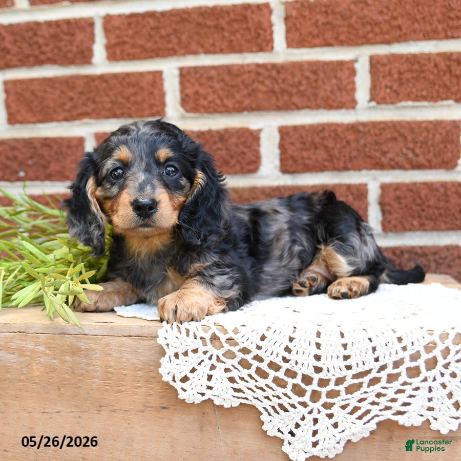 Miniature Dachshund dogs Jodi - Ad 1
