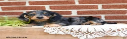 Miniature Dachshund dogs for sale: Jodi - Ad 1