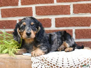 Miniature Dachshund dogs for sale: Jodi - Ad 2
