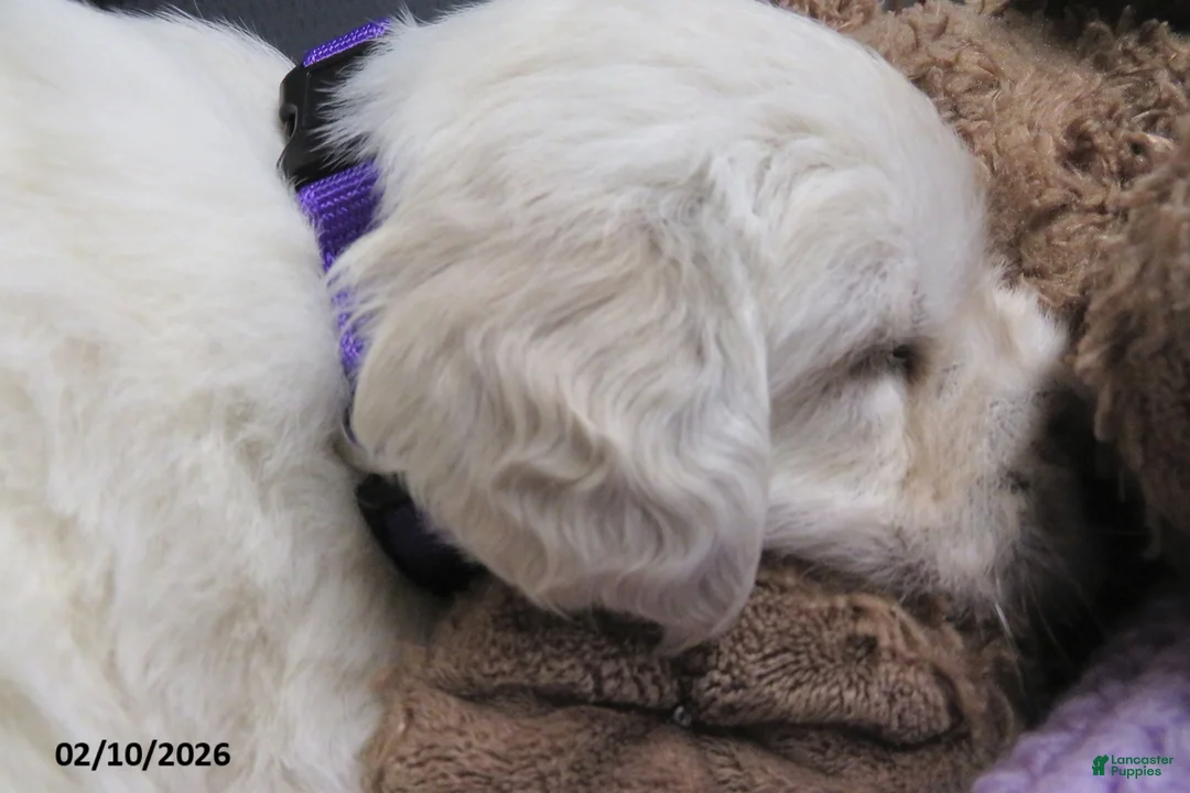 Golden Retriever dogs for sale: Sugar - Ad 9