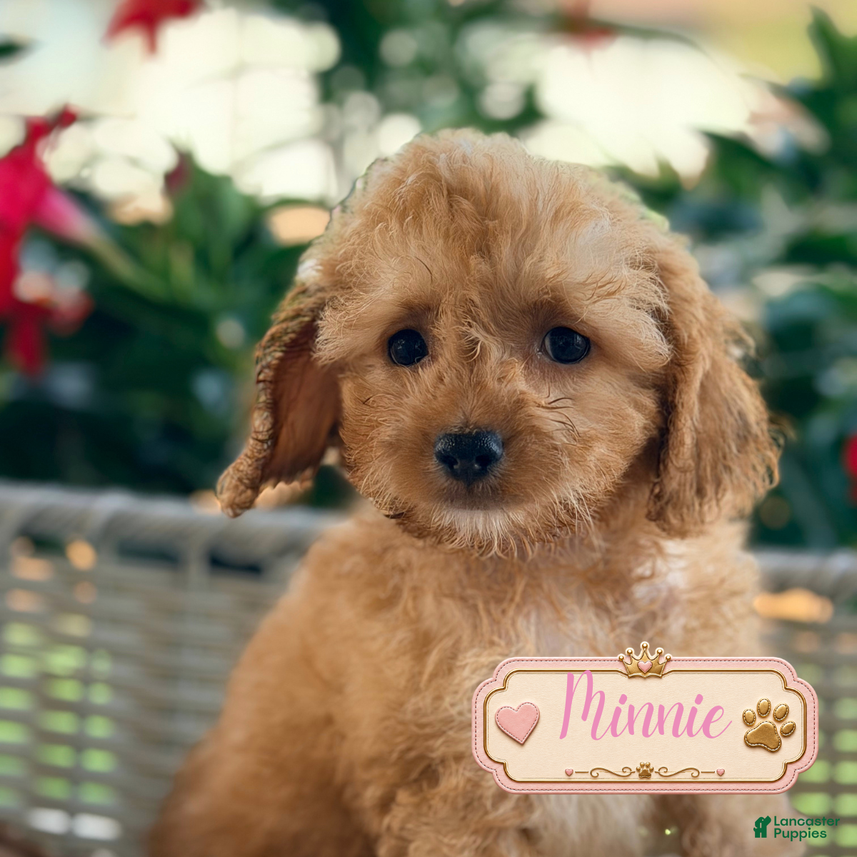 Cavapoo dogs Minnie - Ad 1