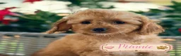 Cavapoo dogs for sale: Minnie - Ad 1