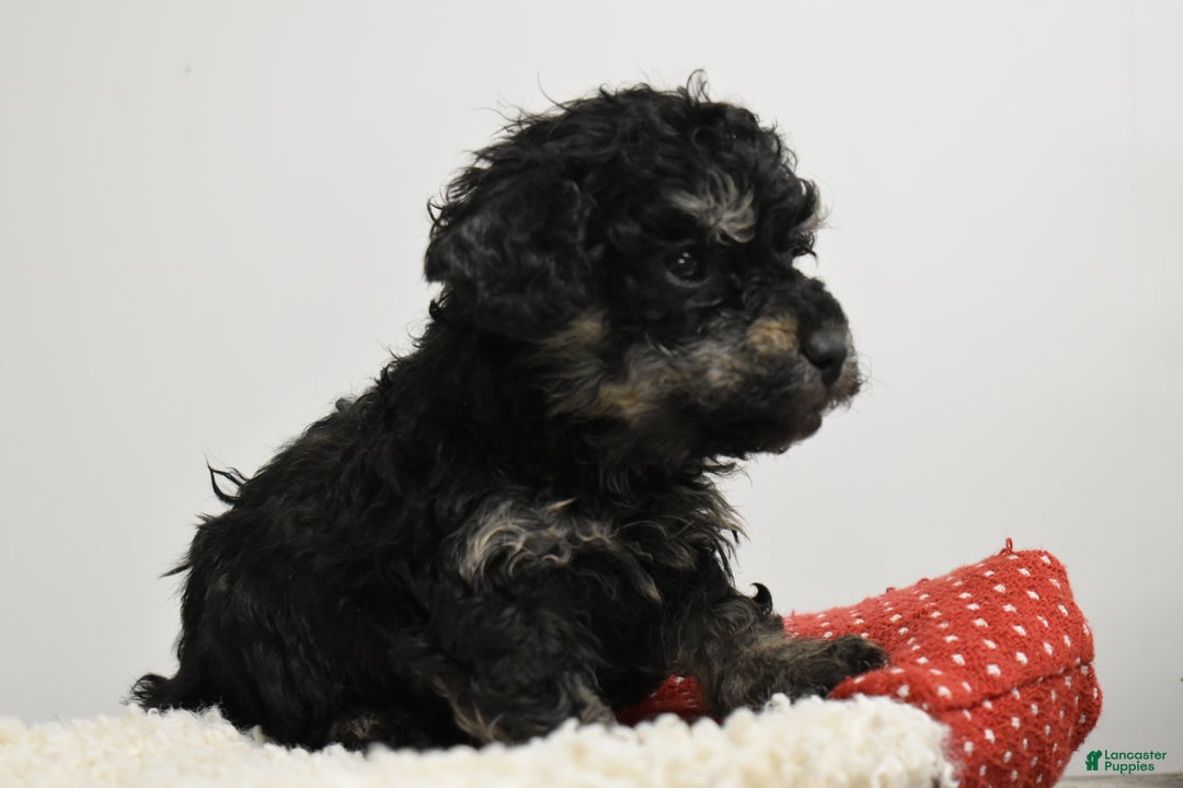 Toy Poodle dogs for sale: Bradley - Ad 5