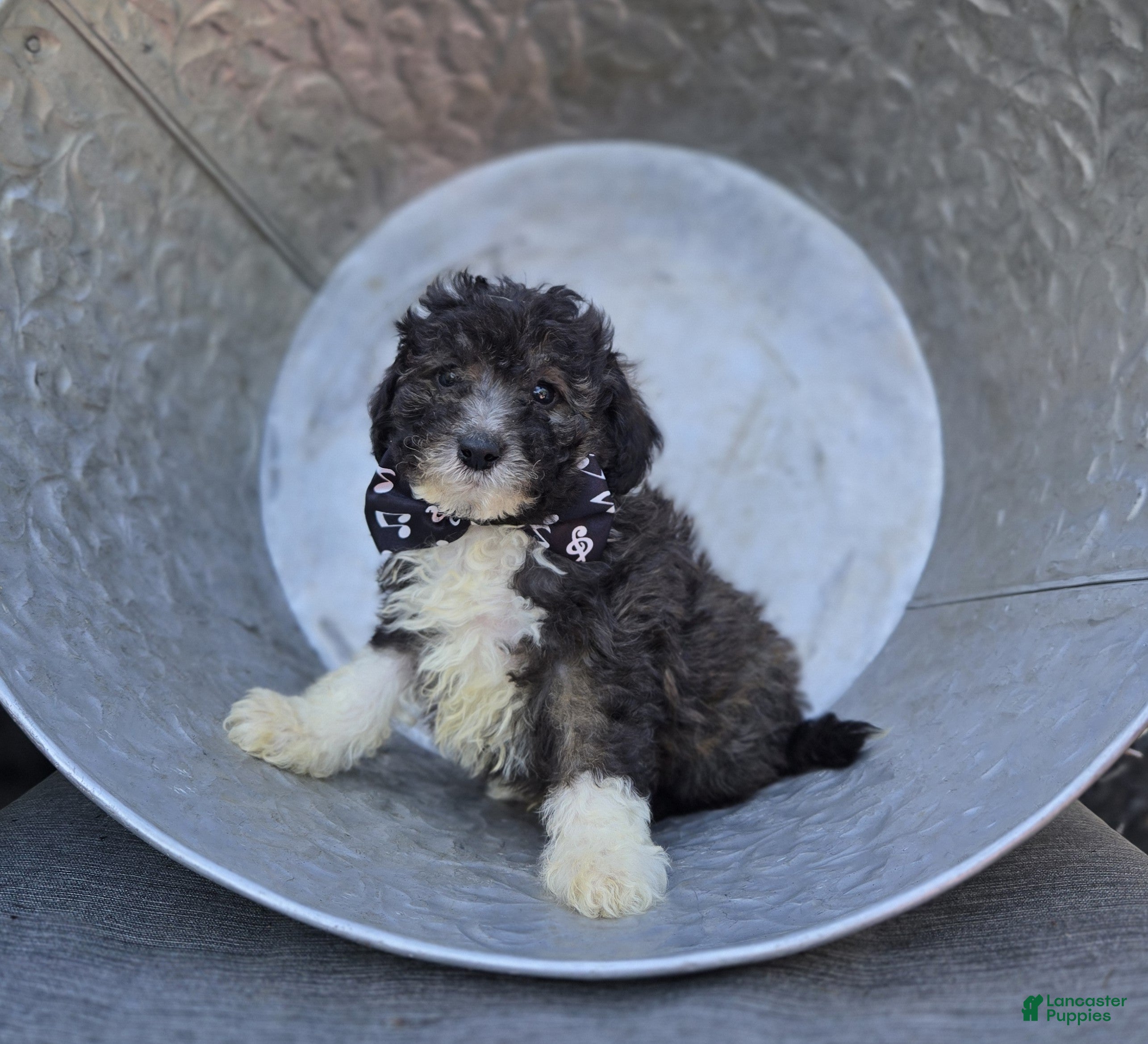 Miniature Poodle dogs Denver - Ad 1