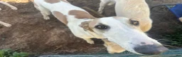 Mixed Breed dogs for sale: Journey - Ad 13