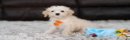 Schnoodle dogs for sale: Atlas - Ad 3