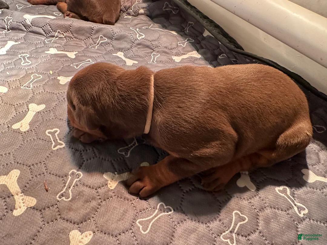 Doberman Pinscher dogs for sale: Doberman Pinscher Puppy 4 - Ad 1