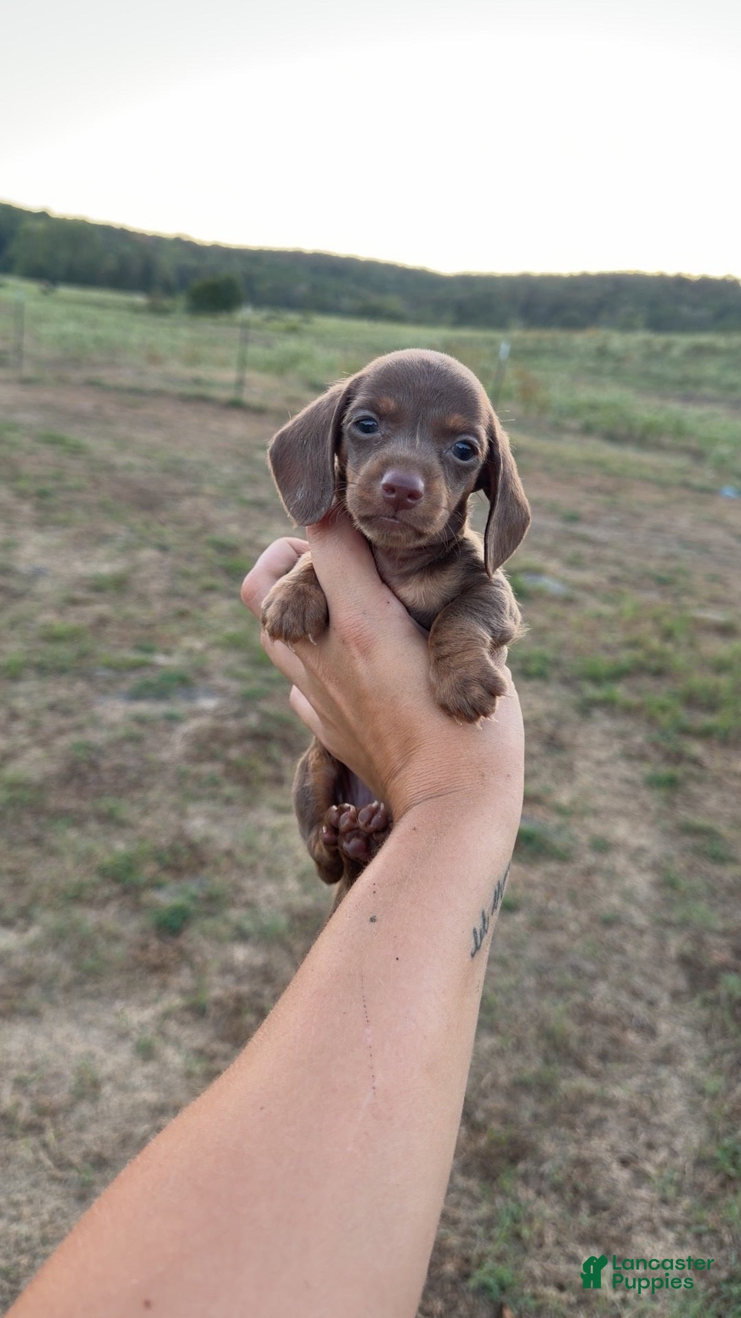 Miniature Dachshund dogs Twix - Ad 2