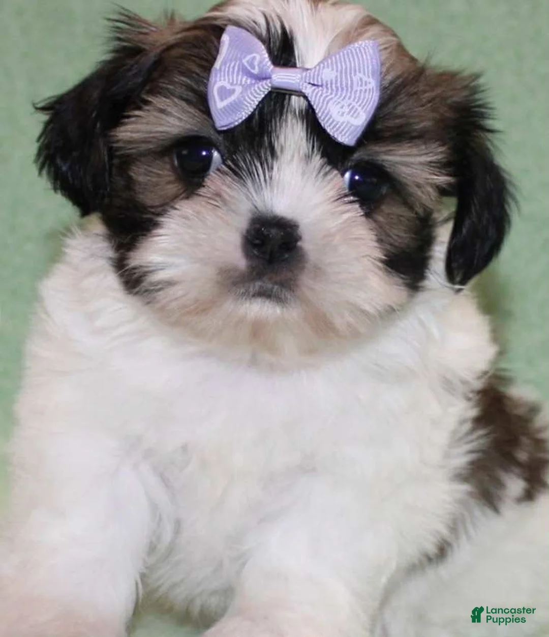 Shih Tzu dogs for sale: April - Ad 1