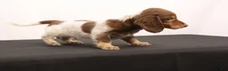 Dachshund dogs for sale: Ricky - Ad 8