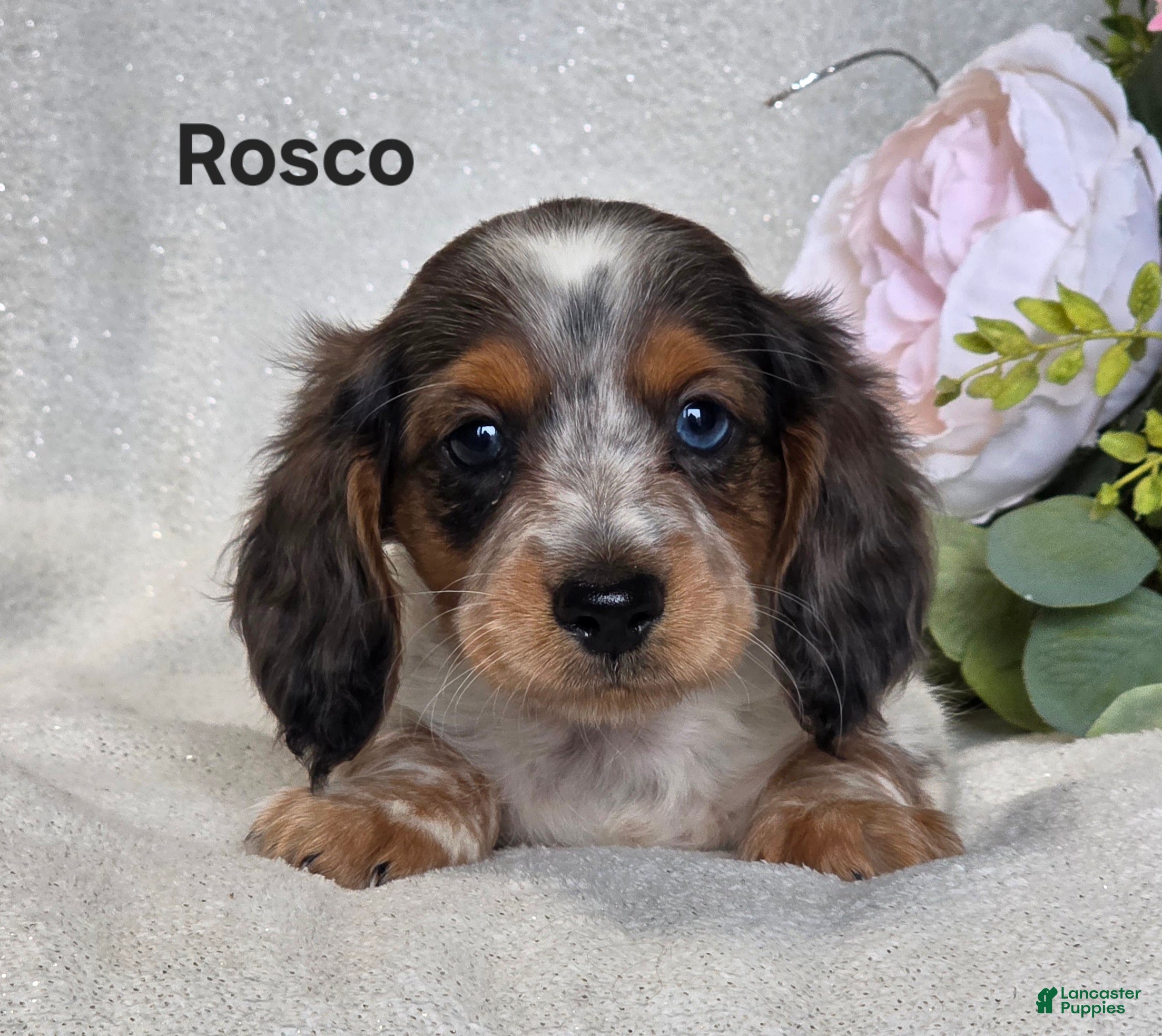 Miniature Dachshund dogs Rosco - Ad 1