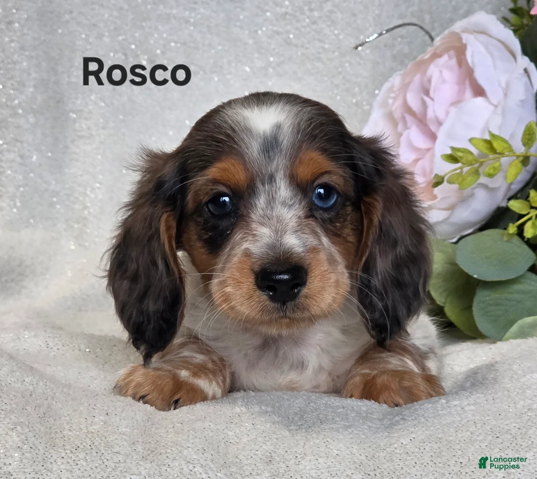 Miniature Dachshund dogs for sale: Rosco - Ad 1