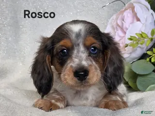 Miniature Dachshund dogs for sale: Rosco - Ad 2