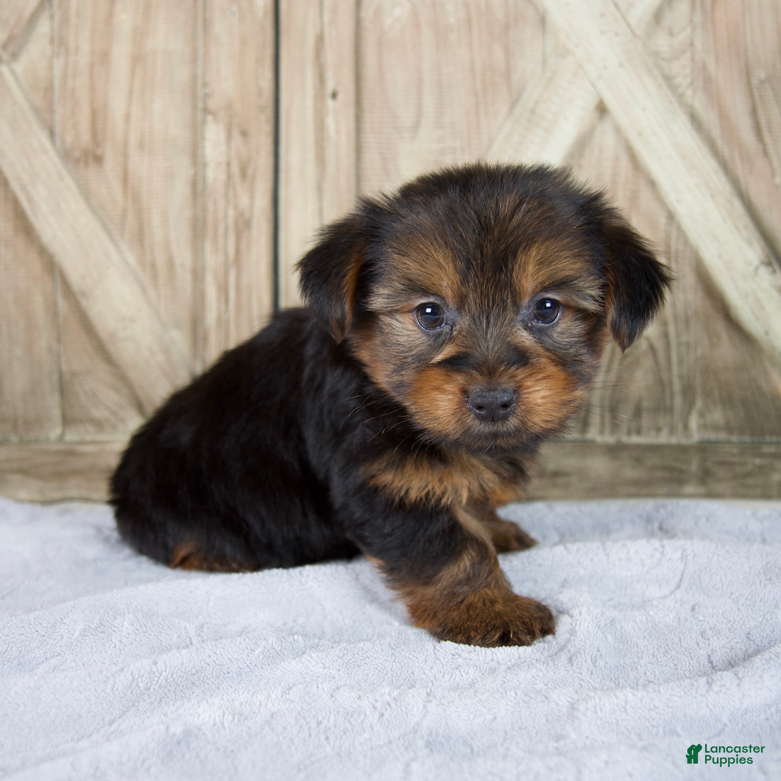Yorkshire Terrier dogs Finley - Ad 2
