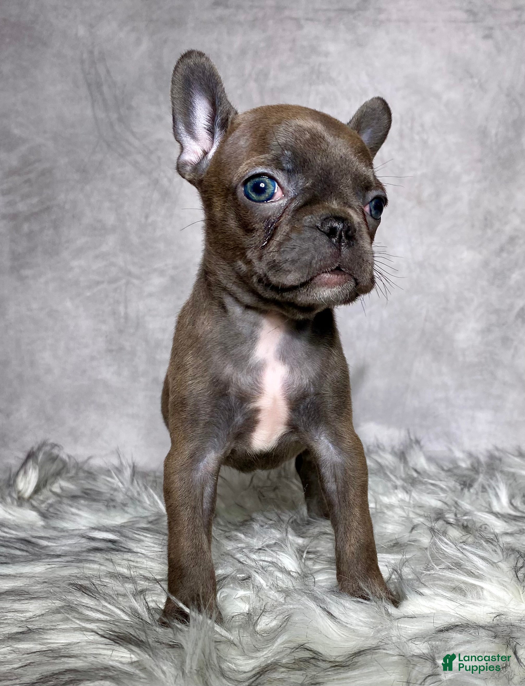 Mixed Breed dogs Miss Ellie  - Ad 2