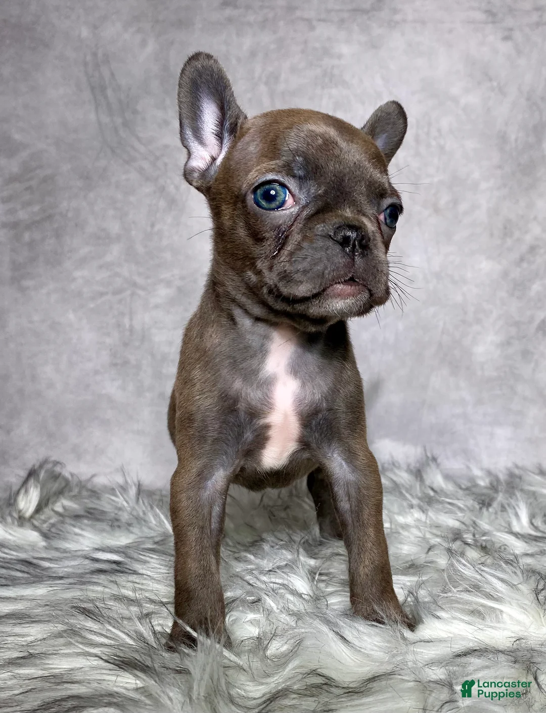 Mixed Breed dogs for sale: Miss Ellie  - Ad 2