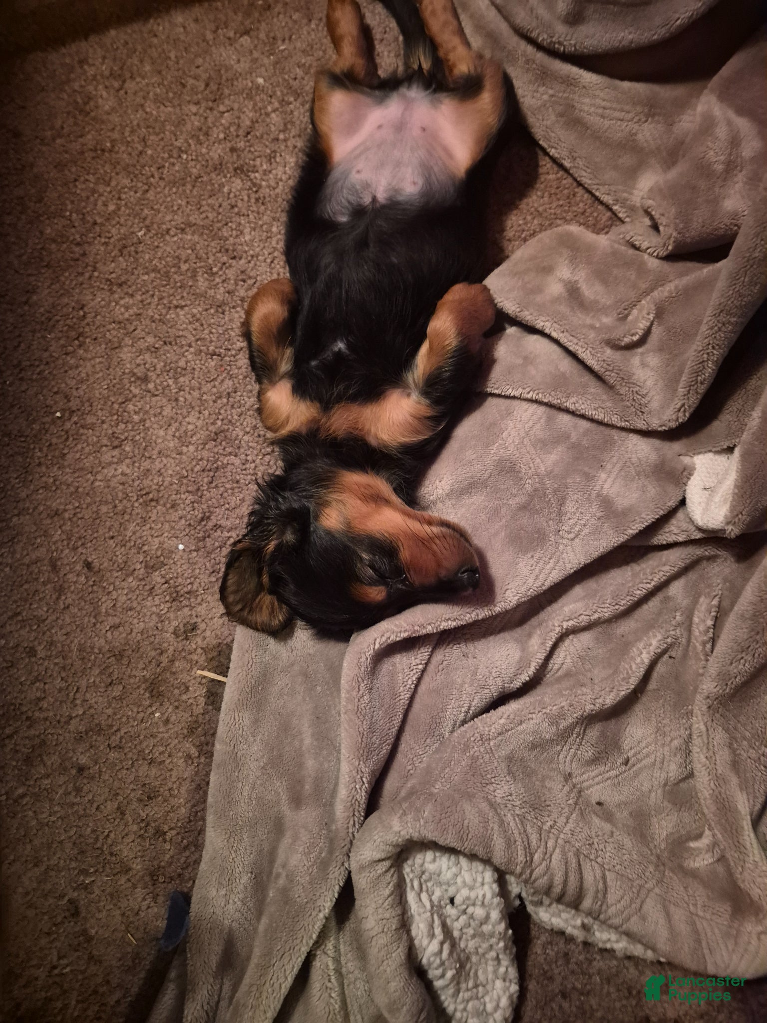 Dachshund dogs Al - Ad 1