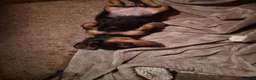 Dachshund dogs for sale: Al - Ad 1