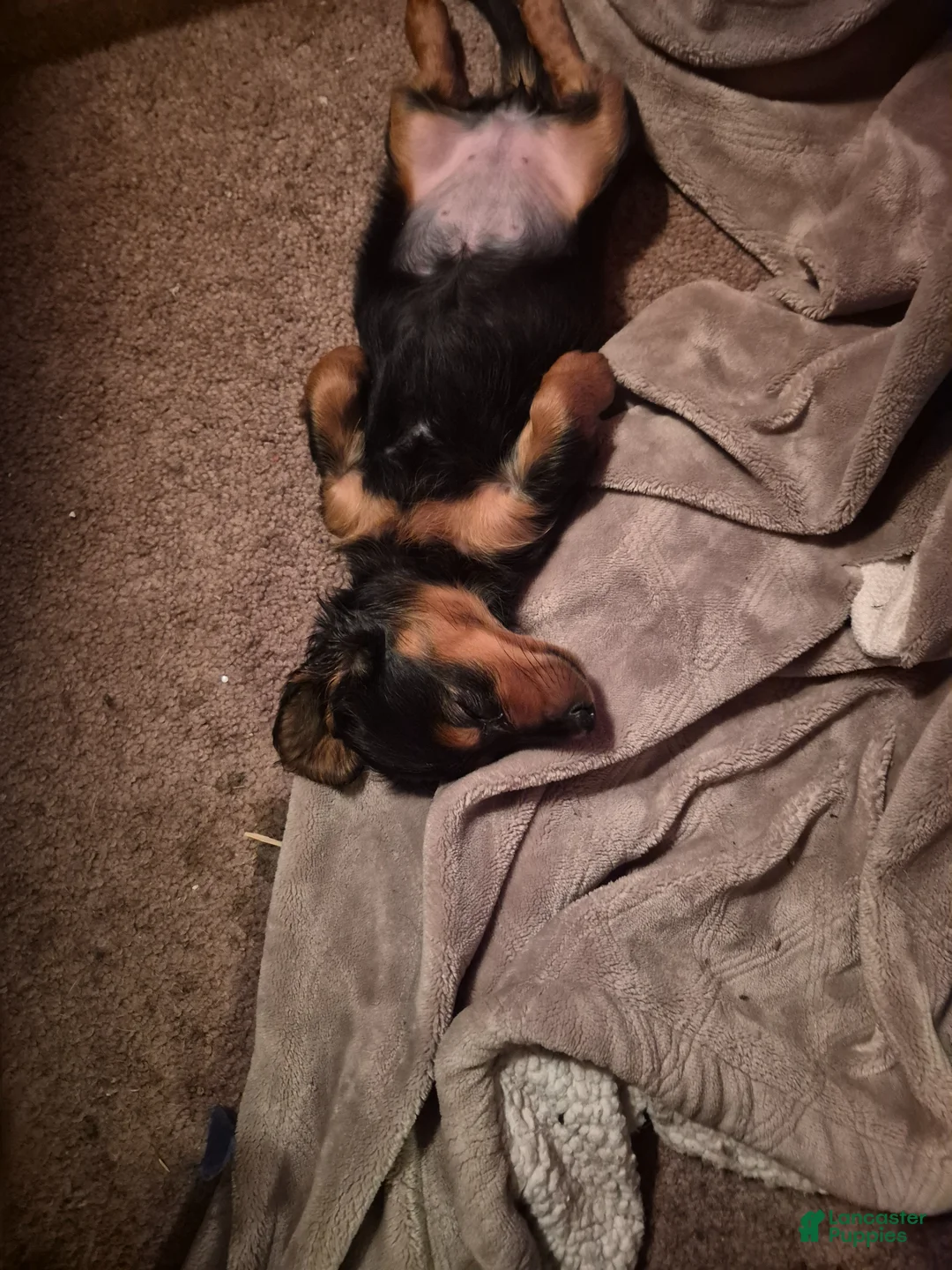 Dachshund dogs for sale: Al - Ad 1