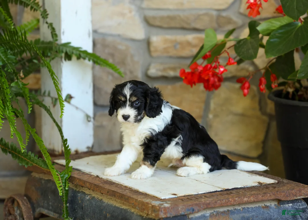 Cavapoo dogs for sale: Jessie - Ad 3