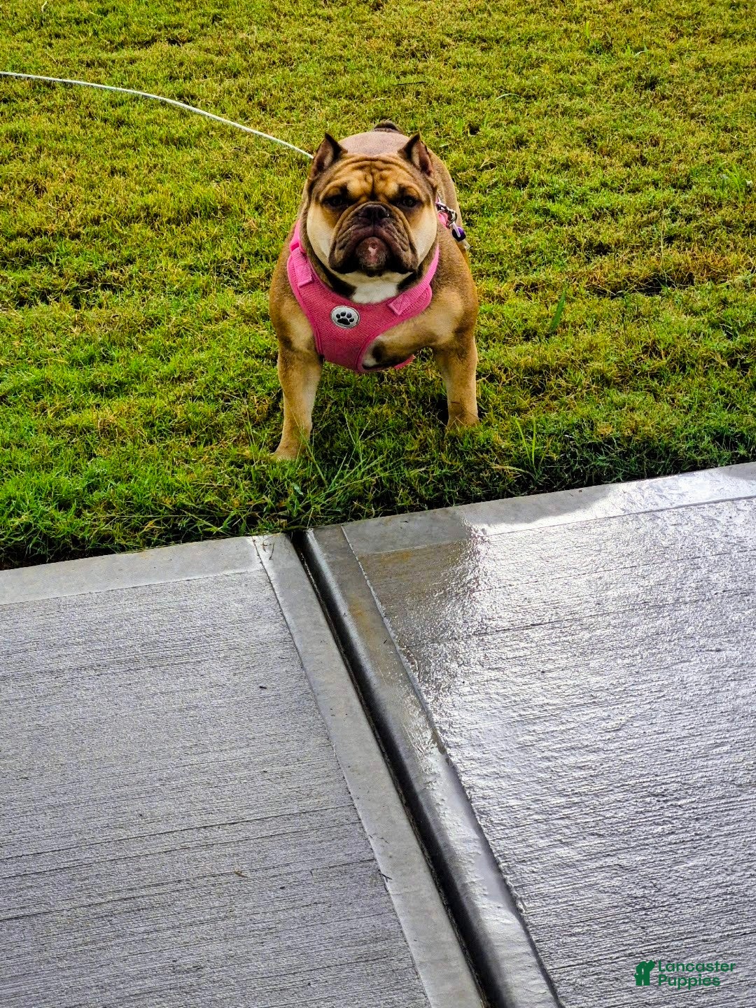 American Bully dogs American Bully female - Ad 27