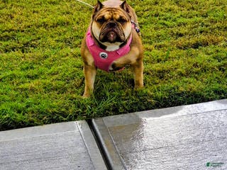 American Bully dogs American Bully female - Ad 35