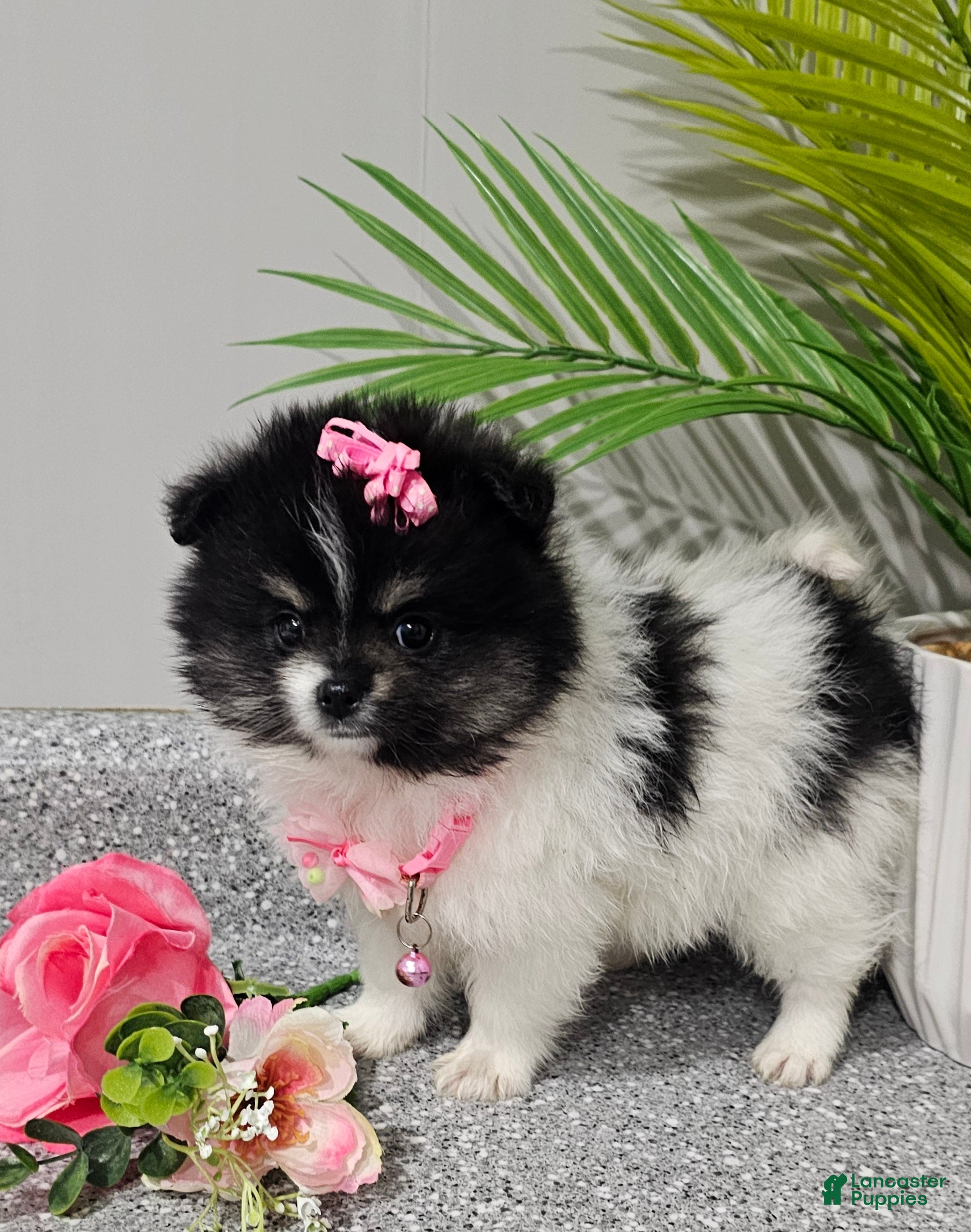 Pomeranian dogs Roxie  - Ad 4