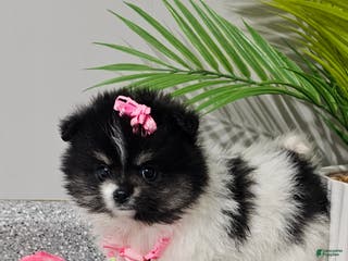 Pomeranian dogs Roxie - Ad 1