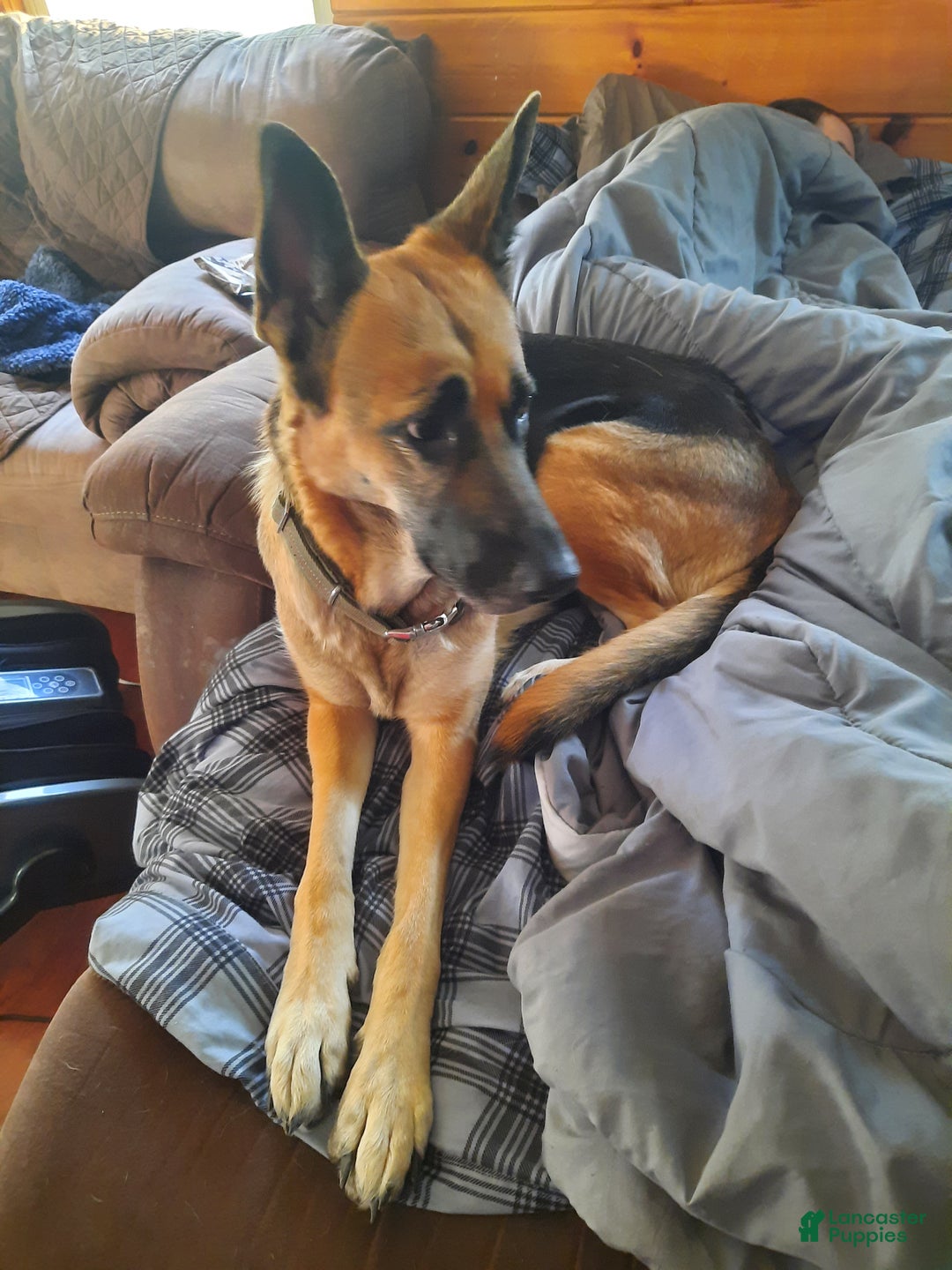 German Shepherd dogs for sale: Diamond - Ad 42