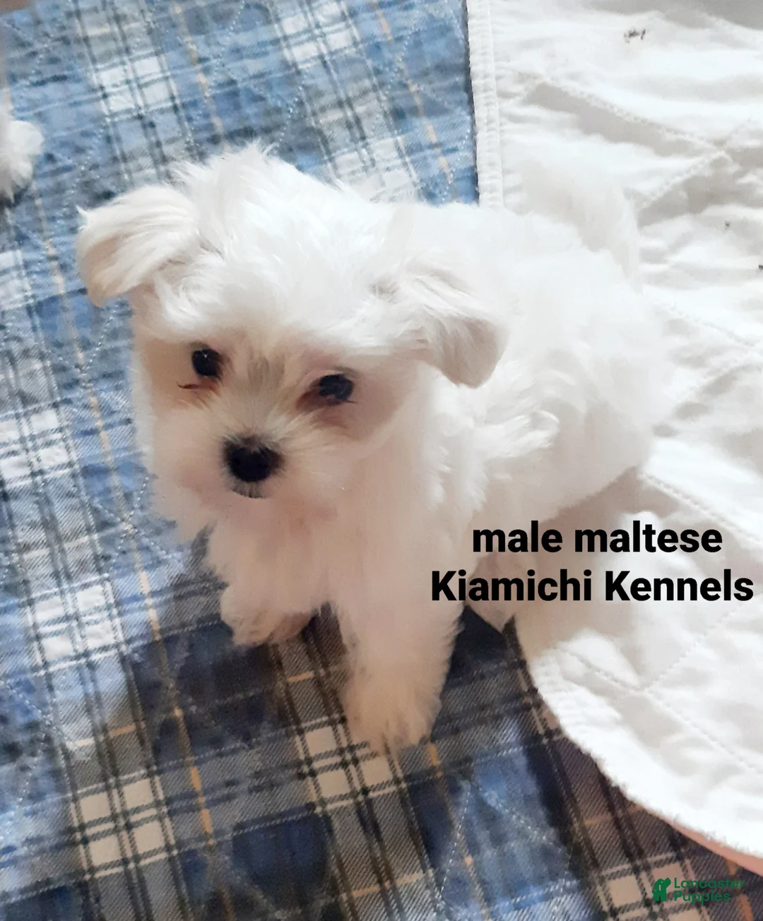 Maltese dogs for sale: Maltese Puppy 1 - Ad 1