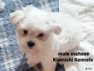 Maltese dogs Maltese Puppy 1 - Ad 2