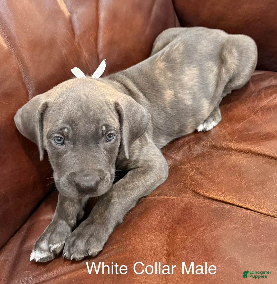 Cane Corso dogs for sale: Cane Corso M White Collar Puppy  - Ad 1