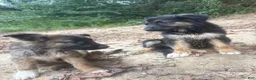 German Shepherd dogs for sale: German Shepherd 2 - Ad 6