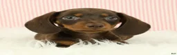 Miniature Dachshund dogs for sale: Loki 🦔 - Ad 13