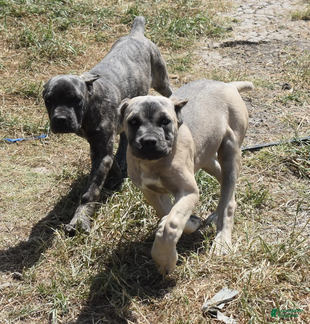 Cane Corso dogs for sale: Group Photos - Ad 1