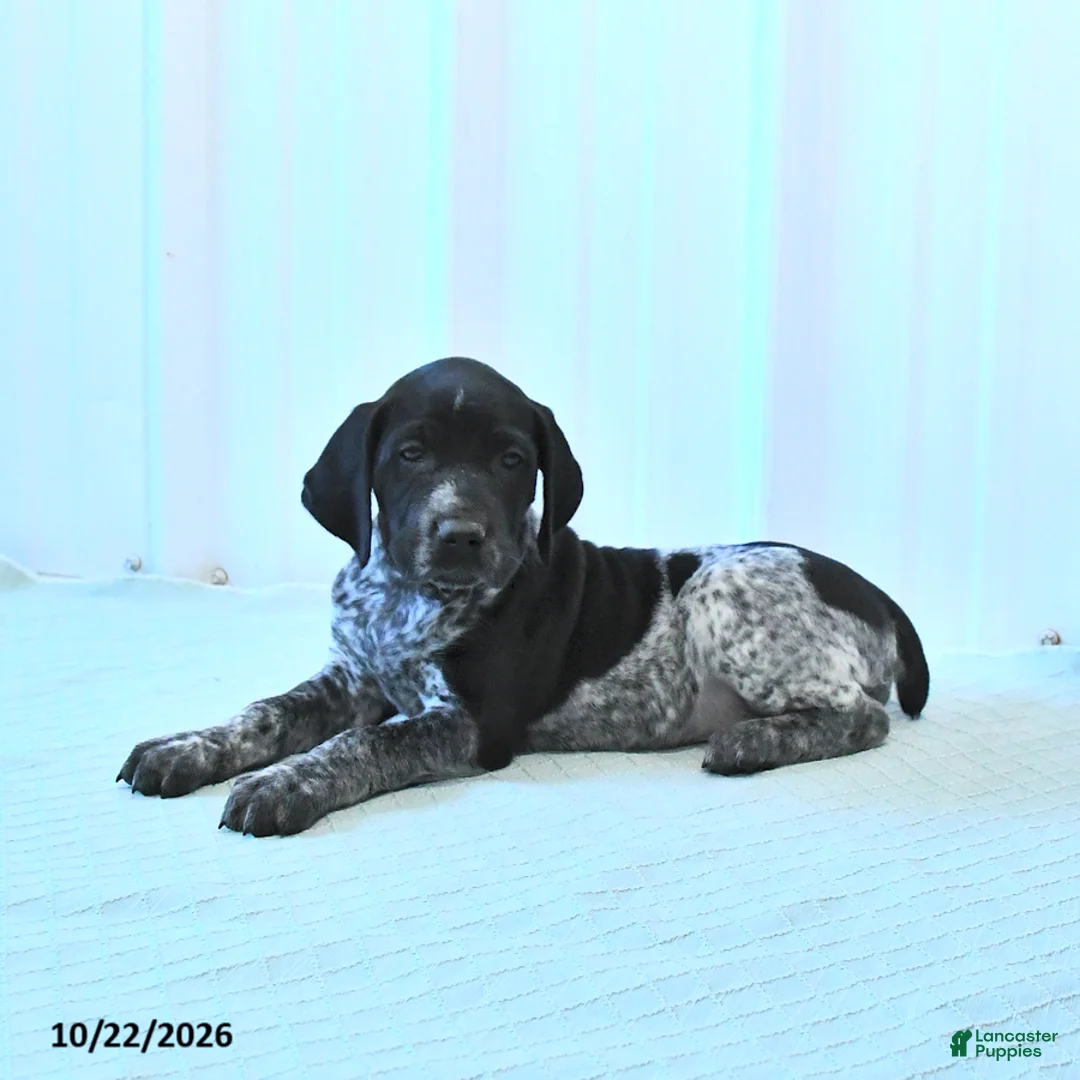 German Shorthaired Pointer dogs for sale: Crystal - Ad 2
